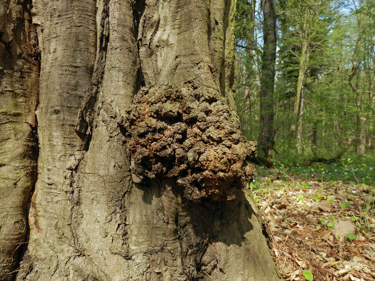 Nádor na buku lesním (Fagus sylvatica L.) (21)