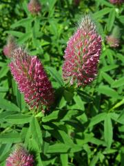 Jetel červenavý (Trifolium rubens L.)