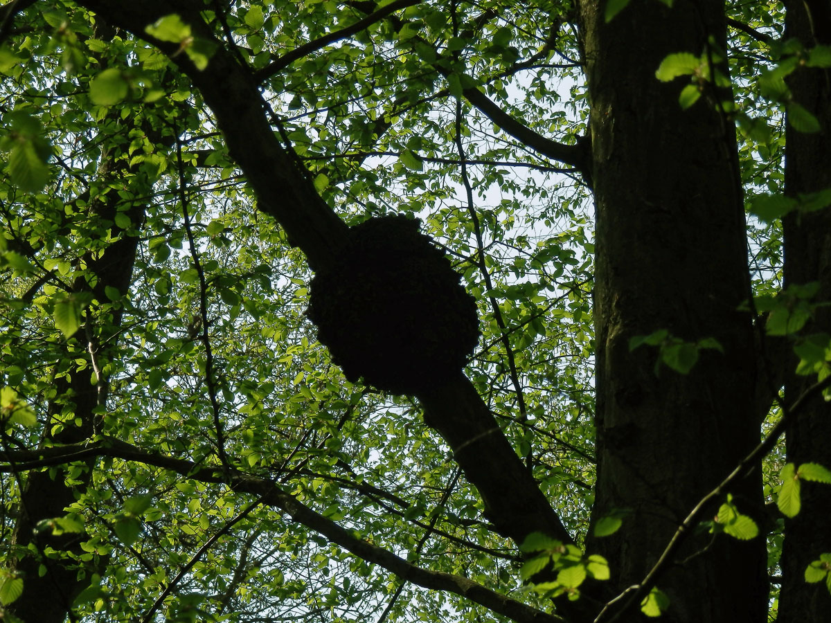 Nádor na habru obecném (Carpinus betulus L.) (17c)