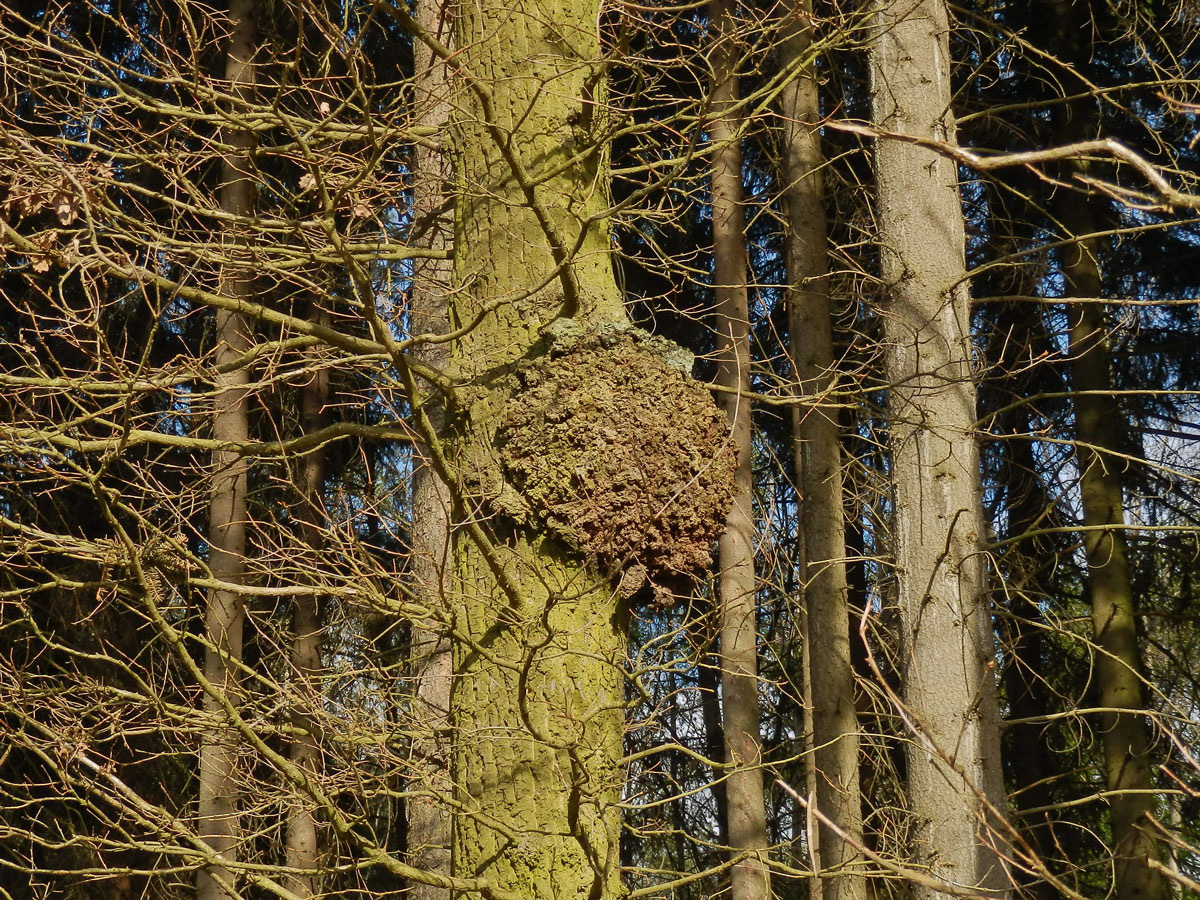 Nádor na dubu letním (Quercus robur L.) (14c)