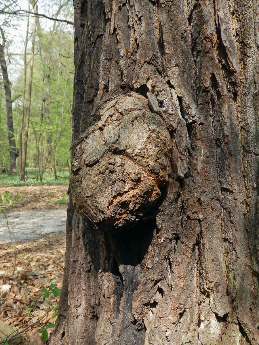 Nádor na dubu letním (Quercus robur L.) (29)