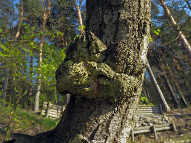 Nádor na dubu letním (Quercus robur L.) (30)