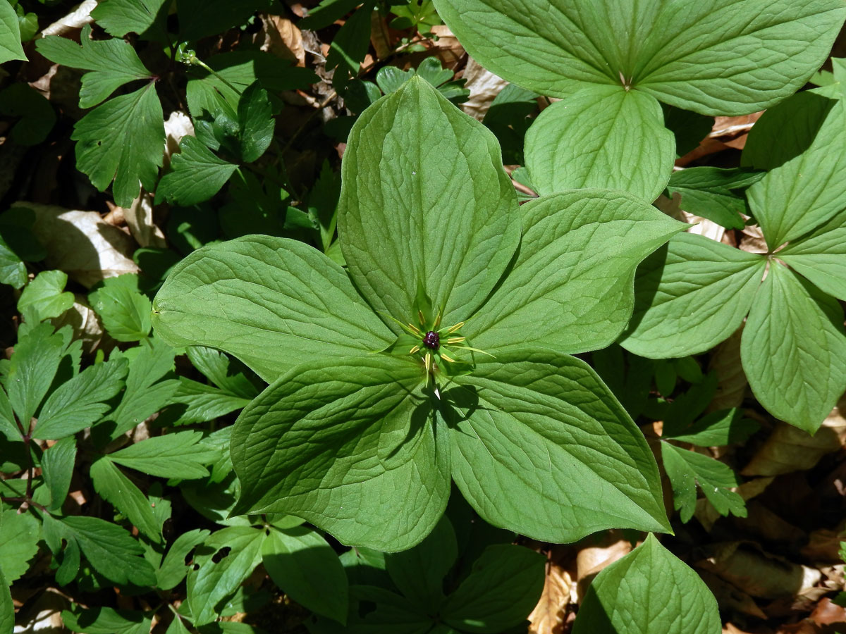 Vraní oko čtyřlisté (Paris quadrifolia L.) s pěti listy (2)