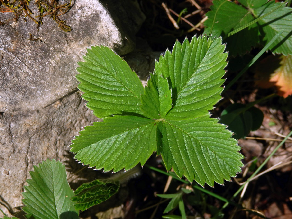 Jahodník truskavec (Fragaria moschata (Duchesne) Weston, list s pěti lístky