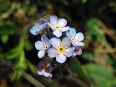 Pomněnka úzkolistá (Myosotis stenophylla Knaf), duhová barva květu (1a)