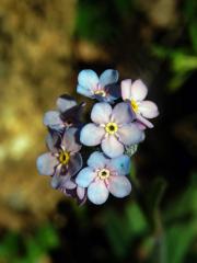 Pomněnka úzkolistá (Myosotis stenophylla Knaf), duhová barva květu (1b)