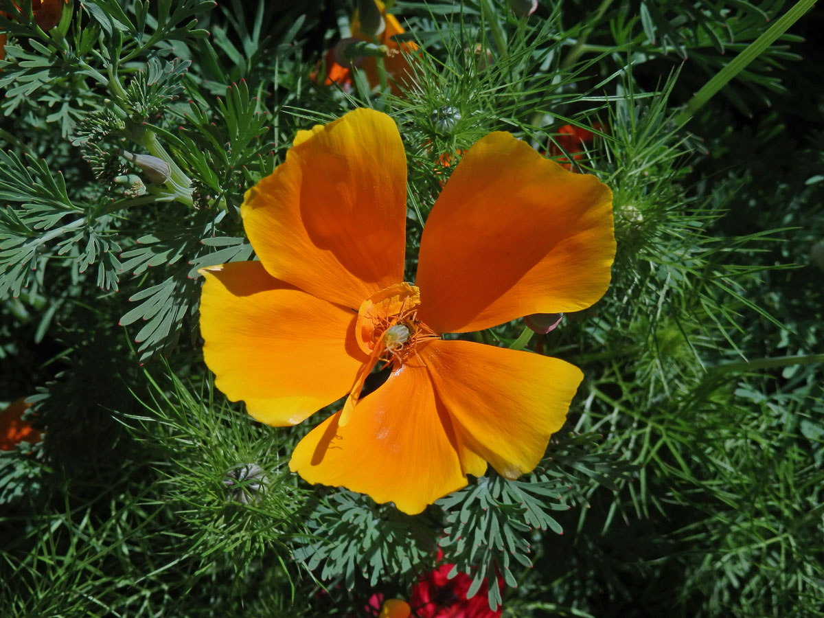 Sluncovka kalifornská (Eschscholzia californica Cham.), pětičetný květ '1)