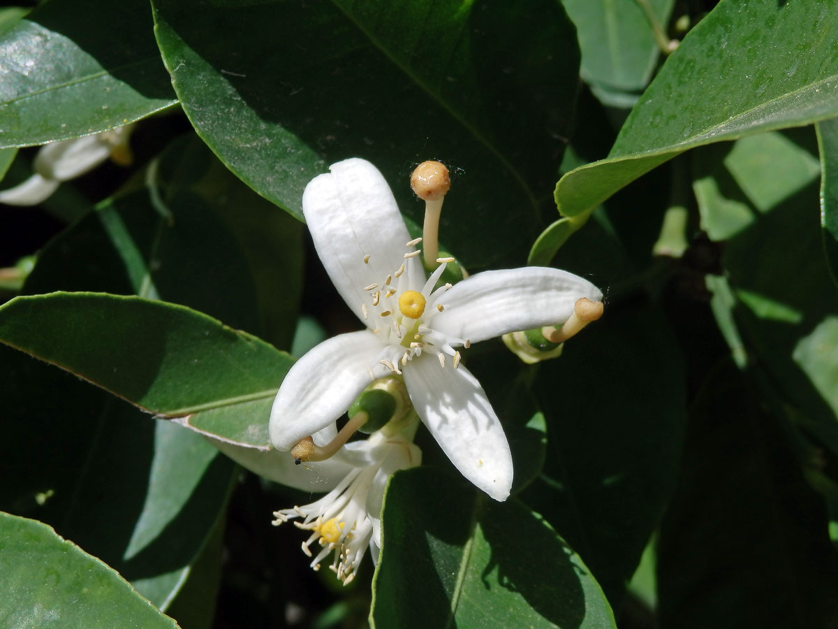 Pomerančovník pravý (Citrus x sinensis (L.) Osbeck), čtyřčetný květ (1)