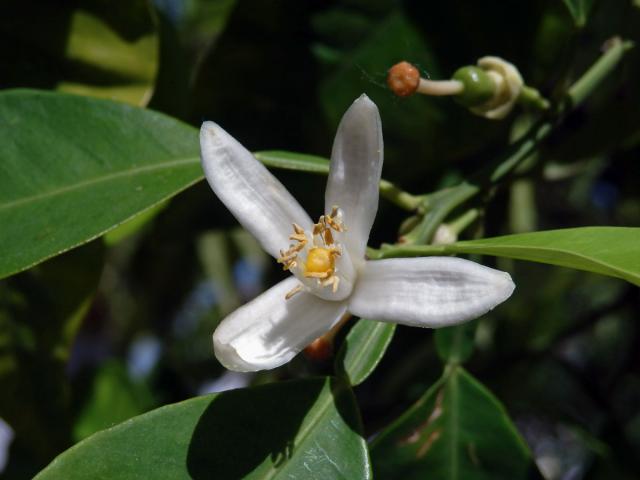 Pomerančovník pravý (Citrus x sinensis (L.) Osbeck), čtyřčetný květ (2)