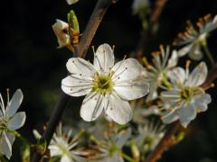 Trnka obecná (Prunus spinosa L.), sedmičetný květ (1)