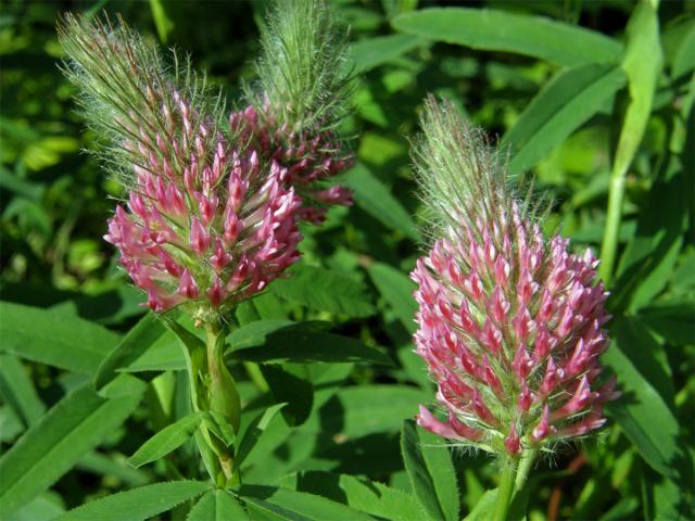 Jetel červenavý (Trifolium rubens L.)