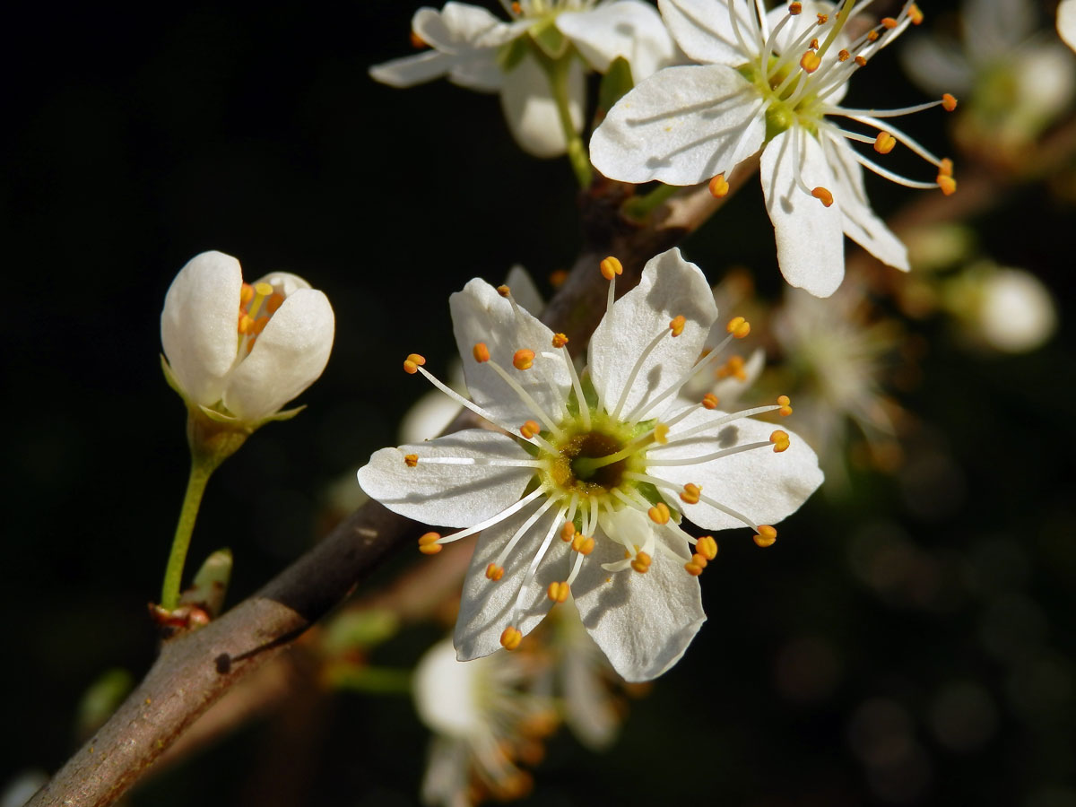 Trnka obecná (Prunus spinosa L.), šestičetný květ (1)