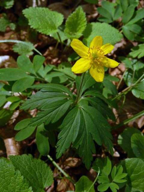 Sasanka pryskyřníkovitá (Anemone ranunculoides L.) s šestičetným květem (1a)