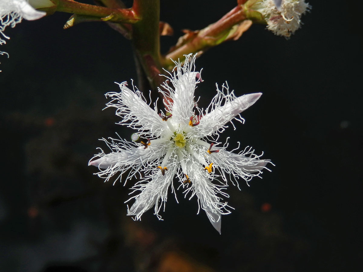 Vachta trojlistá (Menyanthes trifoliata L.), sedmičetný květ