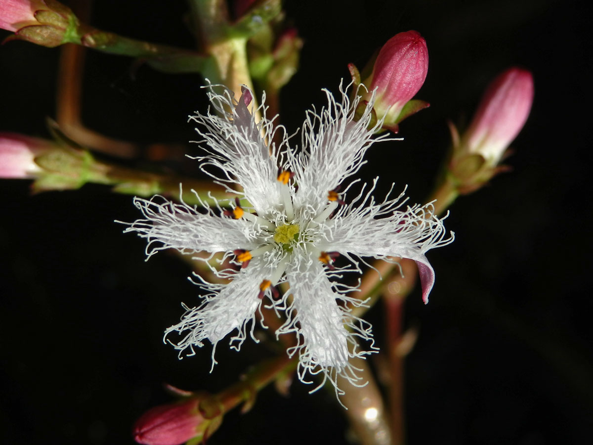 Vachta trojlistá (Menyanthes trifoliata L.), šestičetný květ (3)