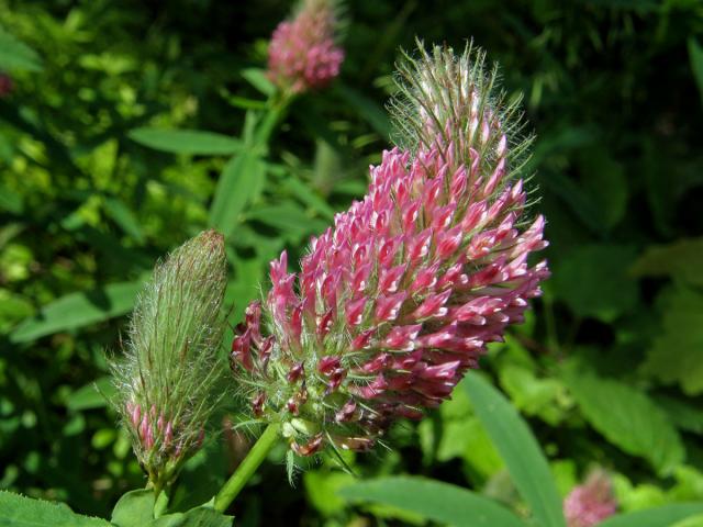 Jetel červenavý (Trifolium rubens L.)