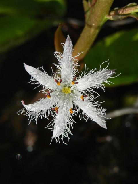 Vachta trojlistá (Menyanthes trifoliata L.), šestičetný květ (2)