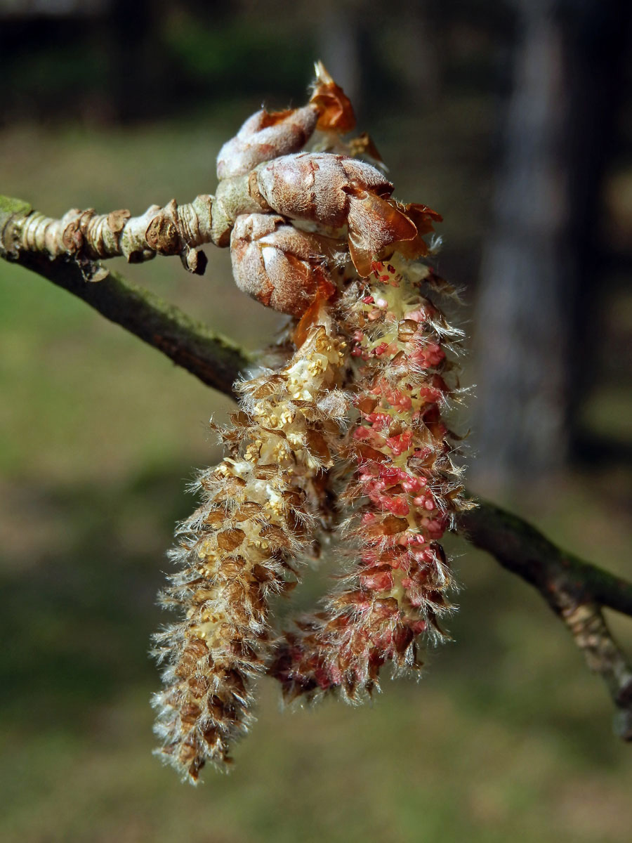 Topol šedý (Populus x canescens (Ait.) Sm.)