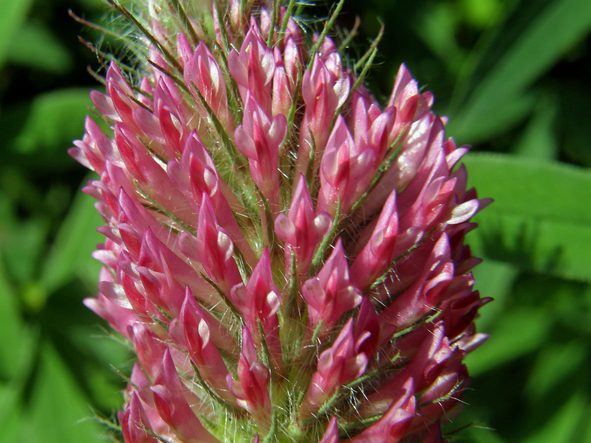 Jetel červenavý (Trifolium rubens L.)