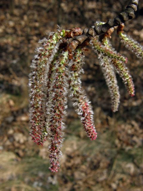 Topol šedý (Populus x canescens (Ait.) Sm.)