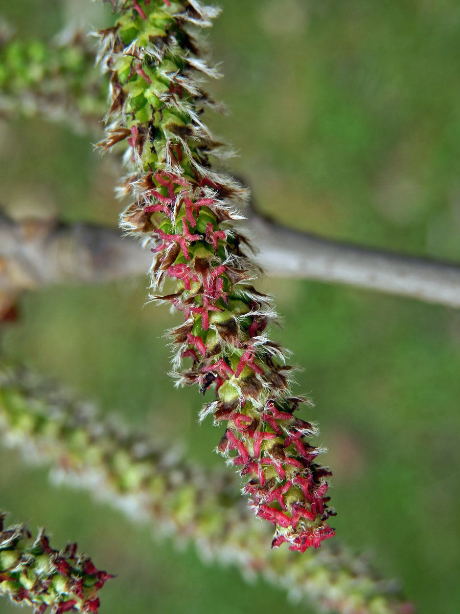 Topol šedý (Populus x canescens (Ait.) Sm.)