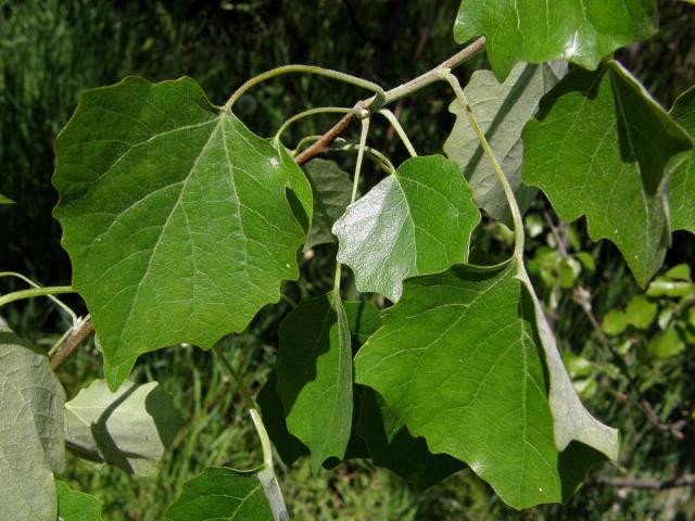 Topol šedý (Populus x canescens (Ait.) Sm.)