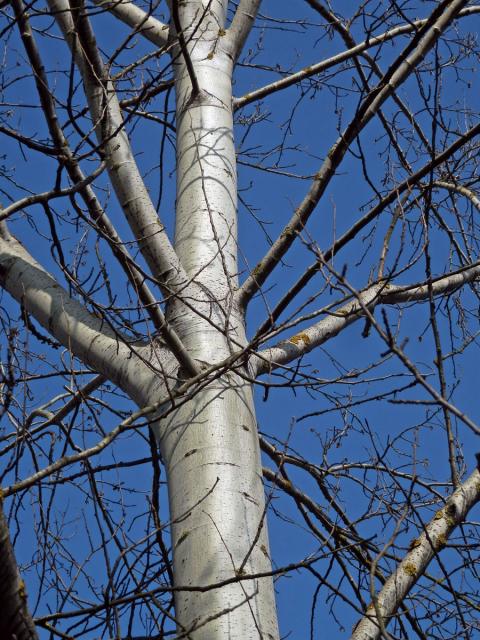 Topol šedý (Populus x canescens (Ait.) Sm.)