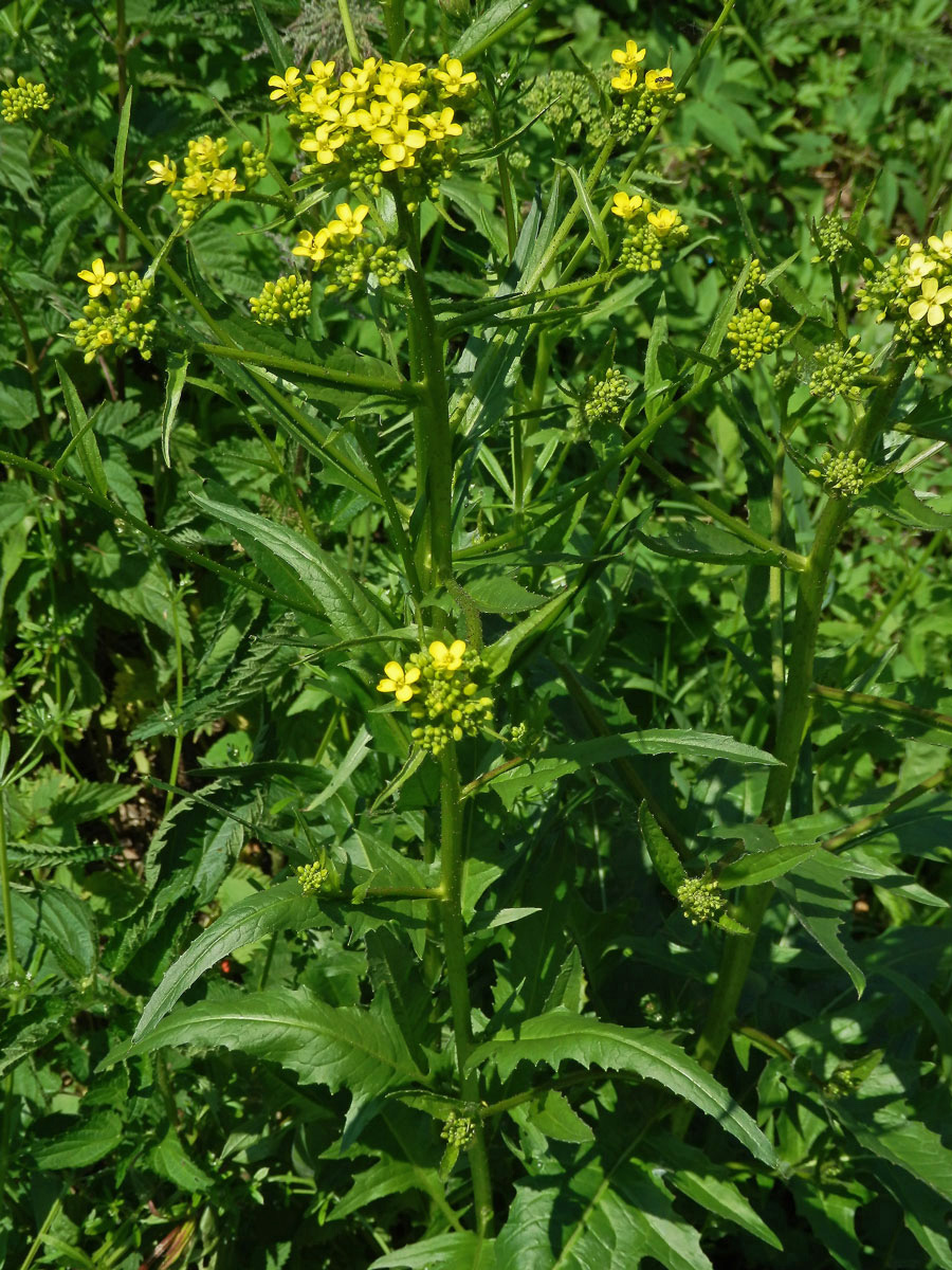 Rukevník východní (Bunias orientalis L.)