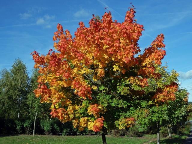 Javor mléč (Acer platanoides L.)