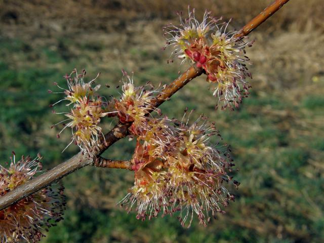 Javor červený (Acer rubrum L.)