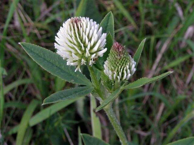 Jetel horský (Trifolium montanum L.)