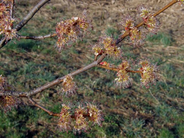 Javor červený (Acer rubrum L.)