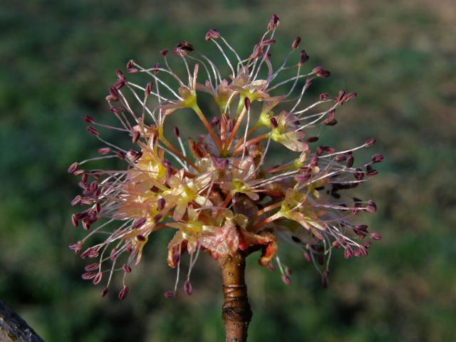 Javor červený (Acer rubrum L.)