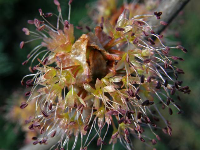 Javor červený (Acer rubrum L.)