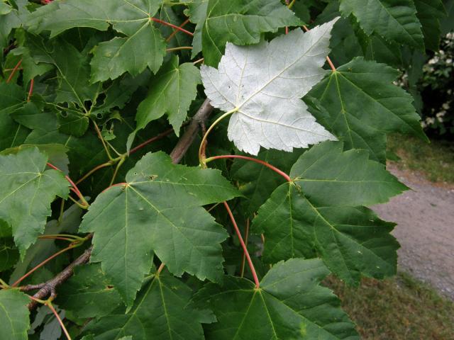 Javor červený (Acer rubrum L.)