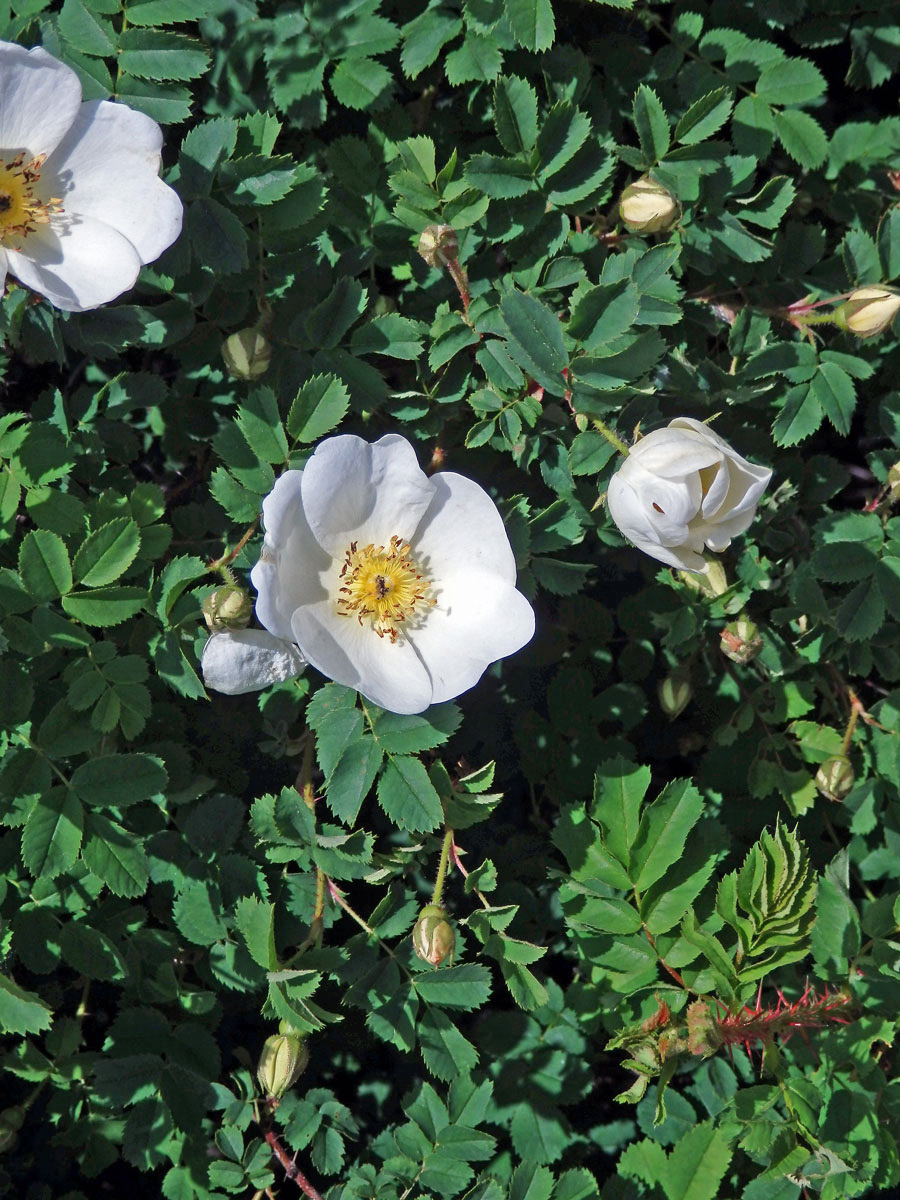 Růže bedrníkolistá (Rosa pimpinellifolia L.)