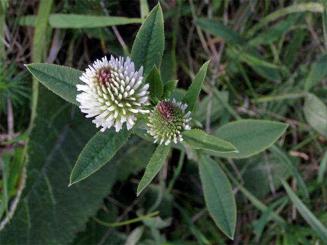 Jetel horský (Trifolium montanum L.)