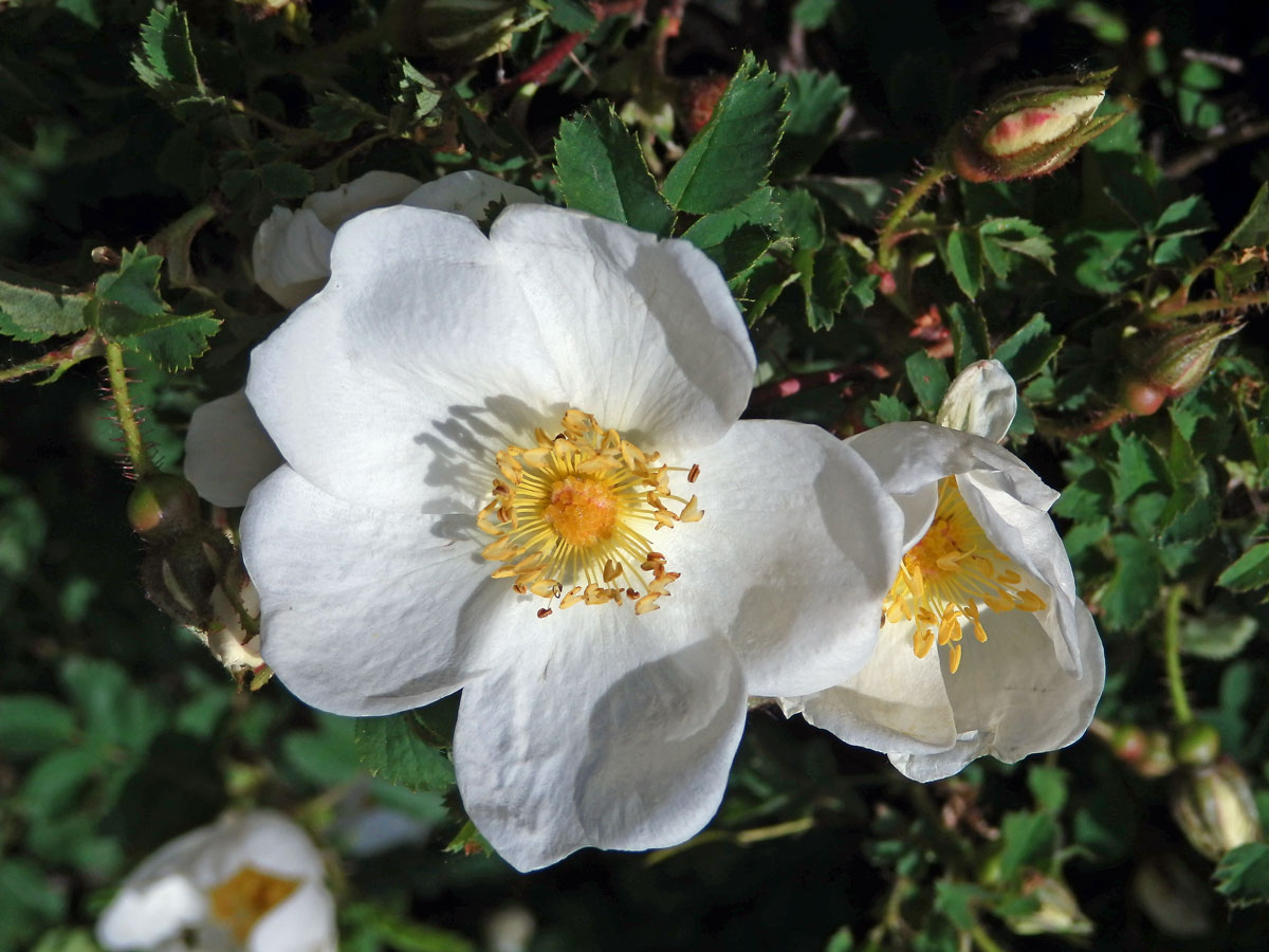 Růže bedrníkolistá (Rosa pimpinellifolia L.)