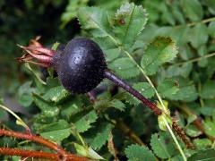 Růže bedrníkolistá (Rosa pimpinellifolia L.)