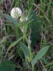 Jetel horský (Trifolium montanum L.)