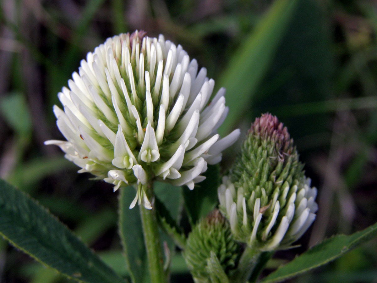 Jetel horský (Trifolium montanum L.)