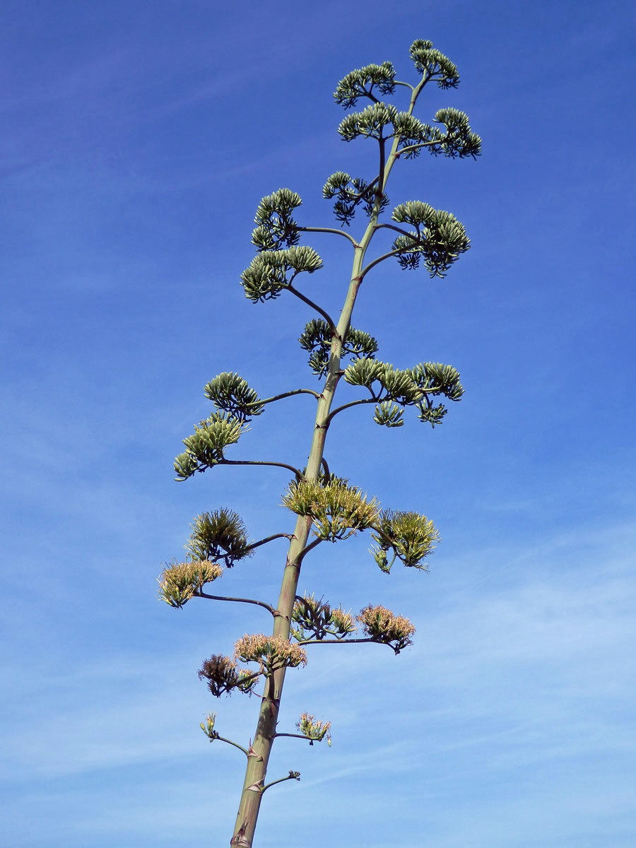 Agáve obecná (Agave americana L.)