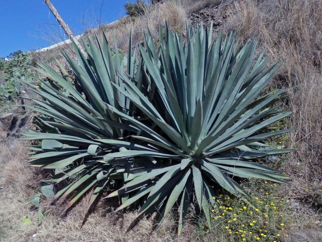 Agáve obecná (Agave americana L.)