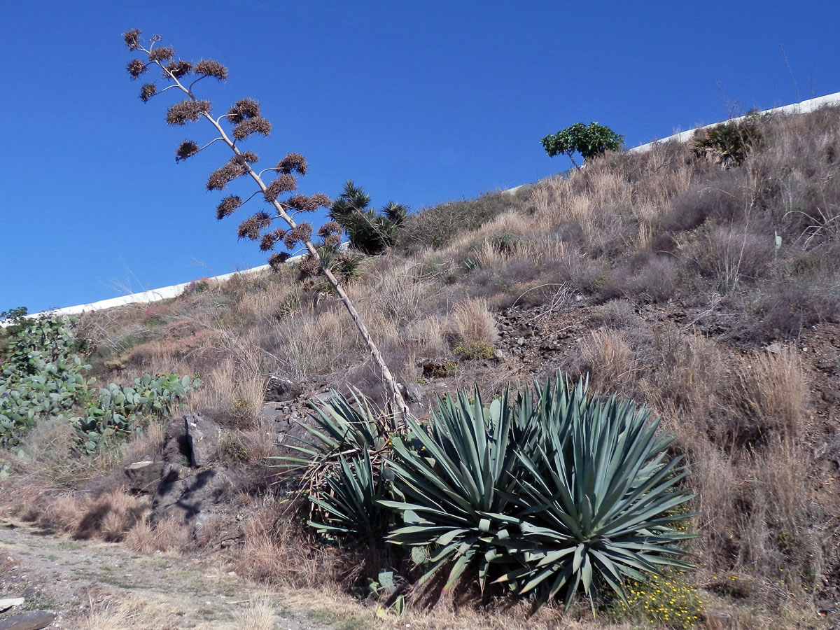 Agáve obecná (Agave americana L.)