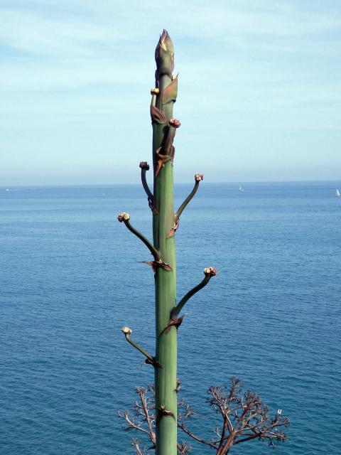 Agáve obecná (Agave americana L.)