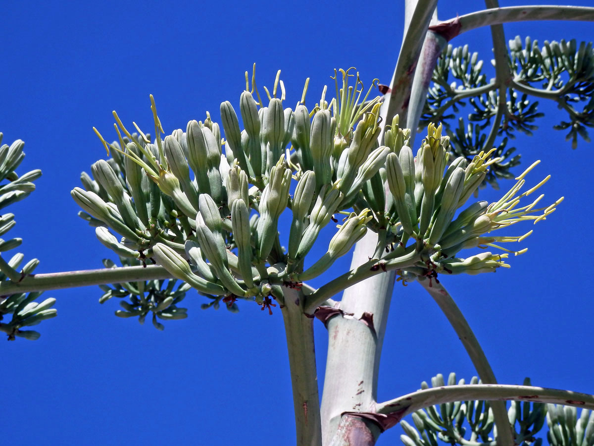 Agáve obecná (Agave americana L.)