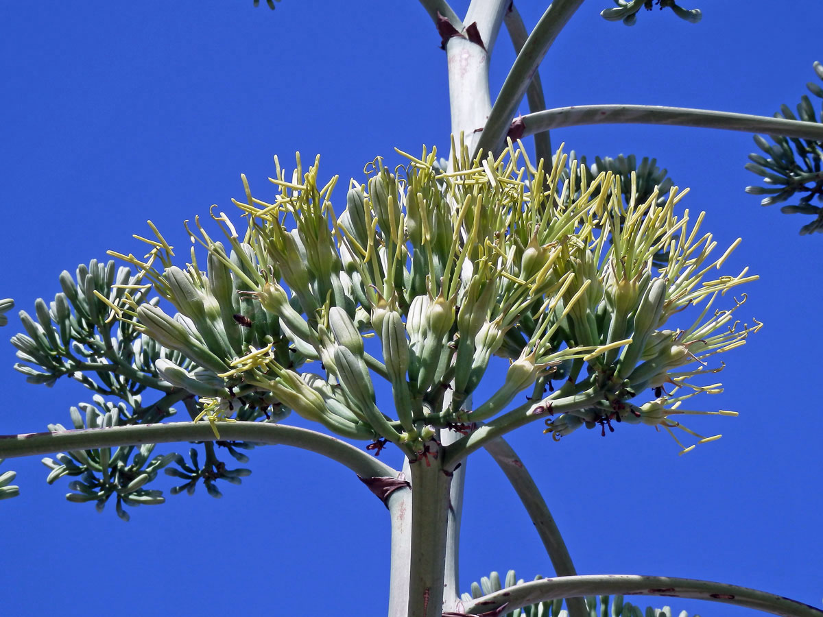 Agáve obecná (Agave americana L.)