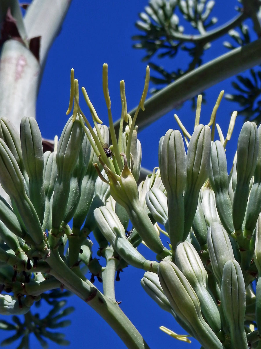 Agáve obecná (Agave americana L.)