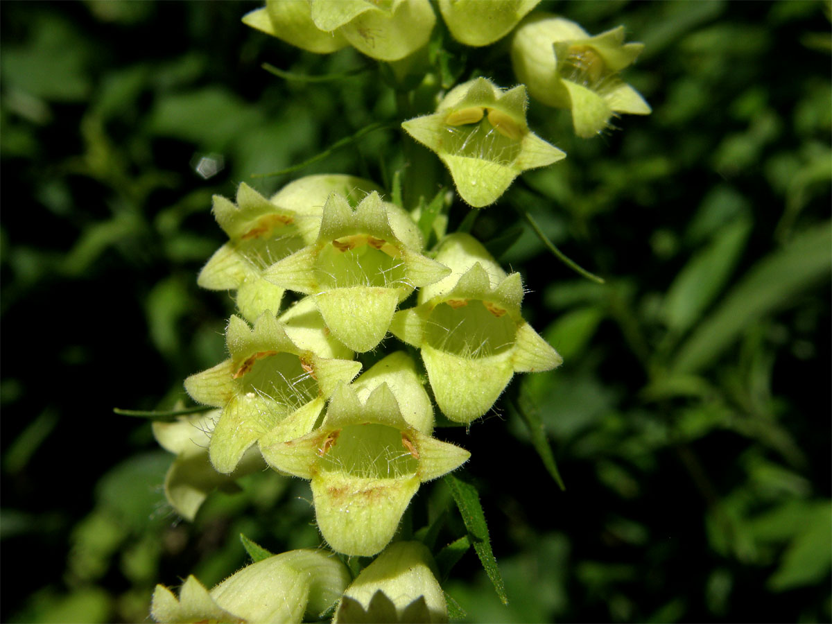 Náprstník žlutý (Digitalis lutea L.)