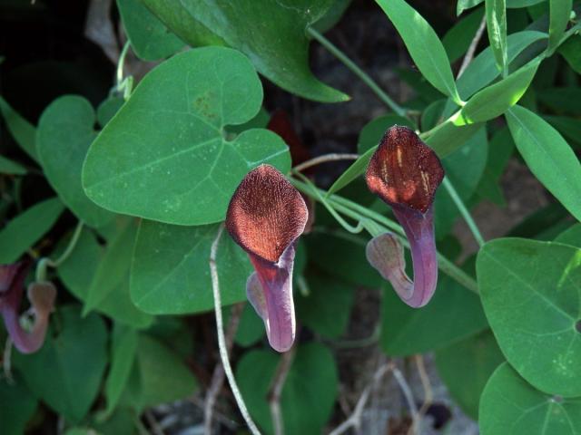 Podražec jepičí (Aristolochia baetica L.)